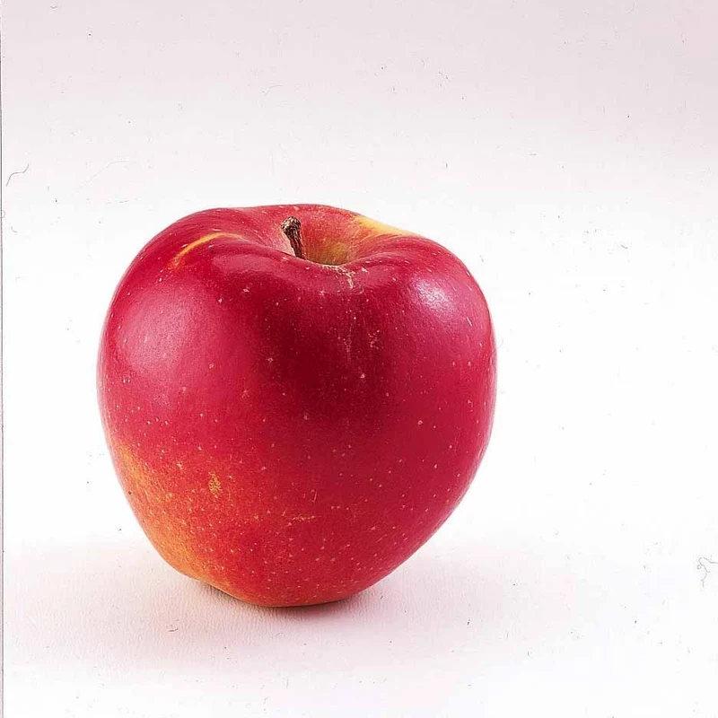 Mini-pommier Braeburn