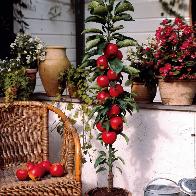 Mini-pommier Braeburn
