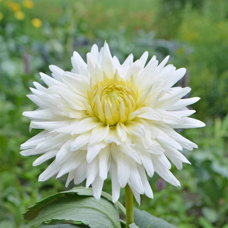 Dahlia cactus My Love