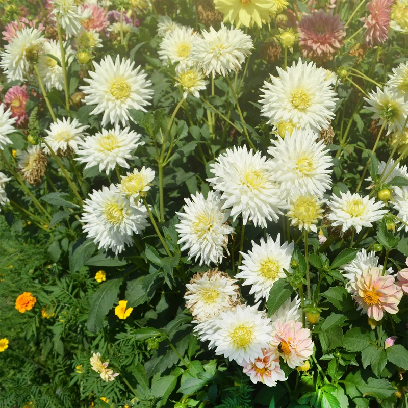 Dahlia cactus My Love