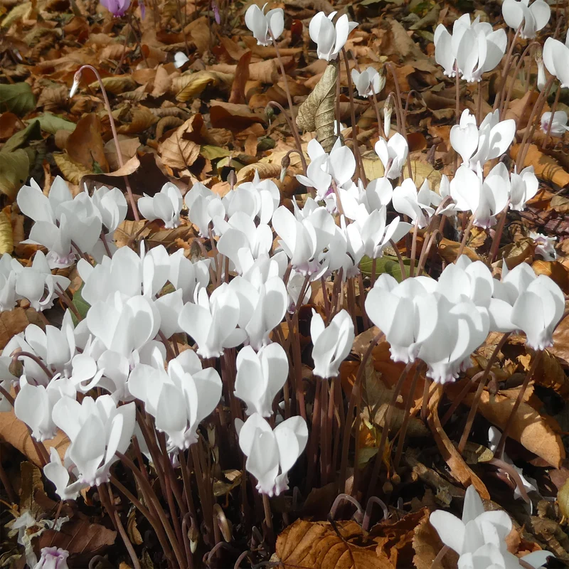 Cyclamen de Naples blanc