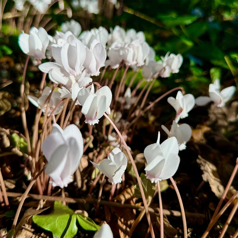 Cyclamen de Naples blanc