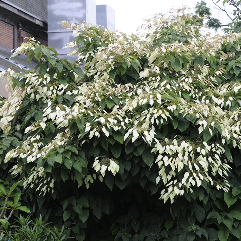 Hortensia grimpant de Chine - Schizophragma