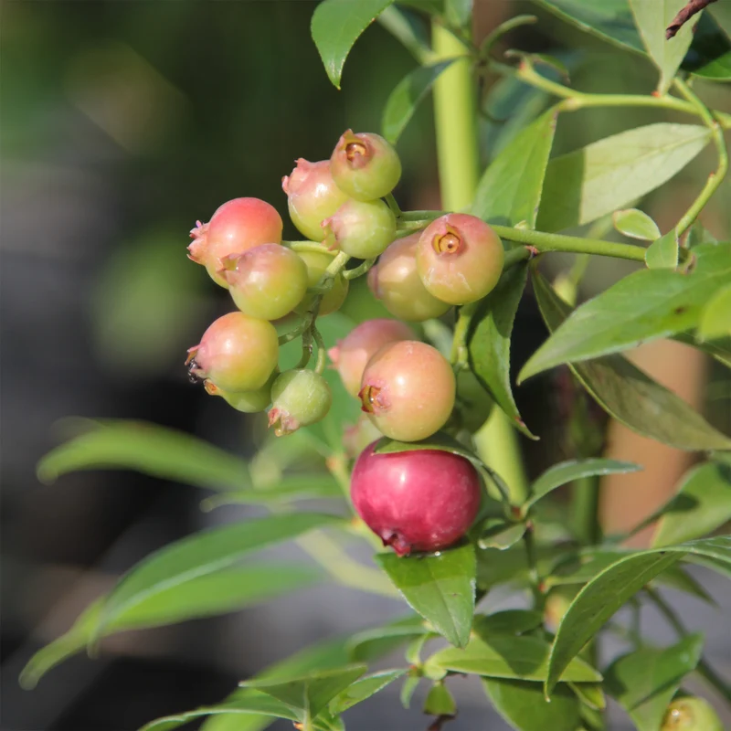 Myrtillier Pink Lemonade