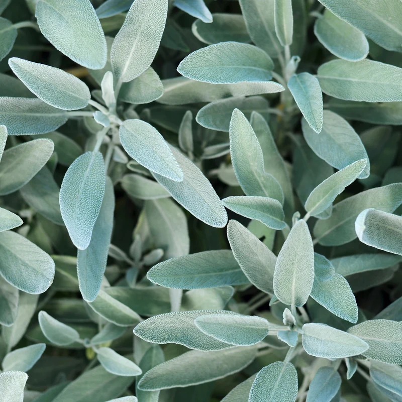 Sauge officinale
