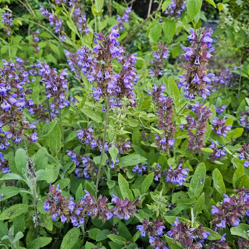 Sauge officinale