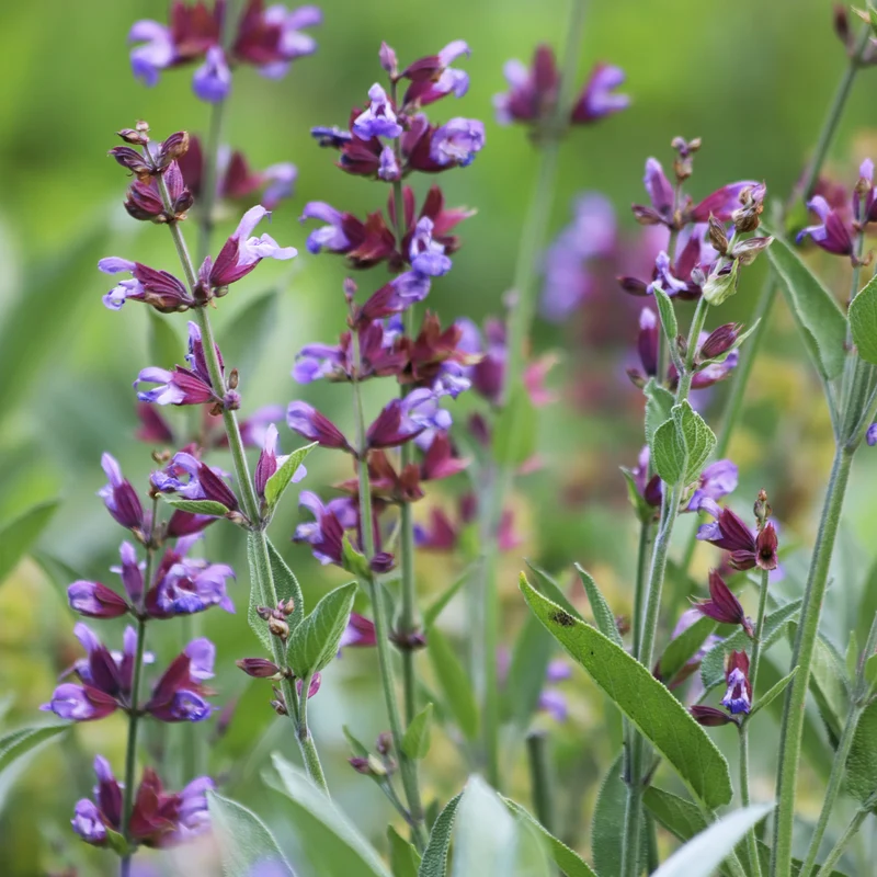 Sauge officinale