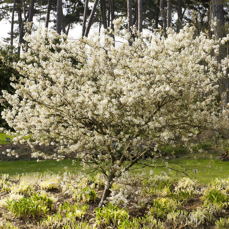 Amélanchier lisse