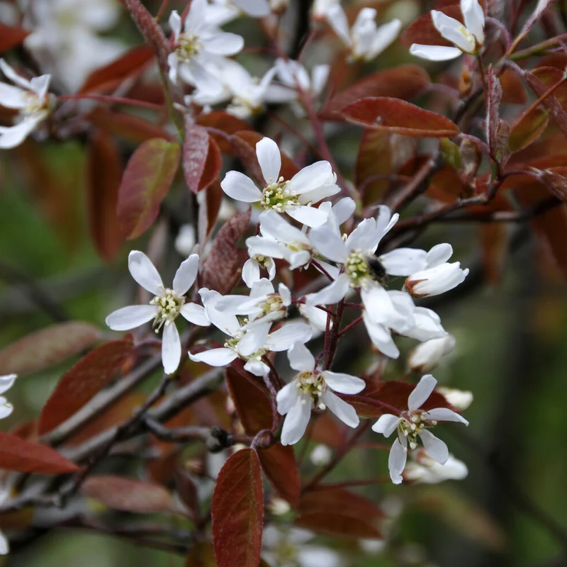 Amélanchier lisse
