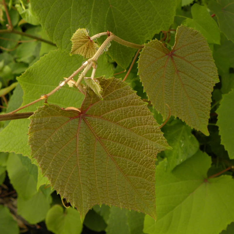 Vigne d’ornement Sunning Dale