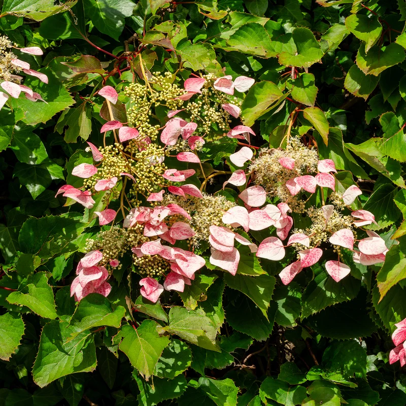 Hortensia grimpant du Japon Roseum - Schizophragma