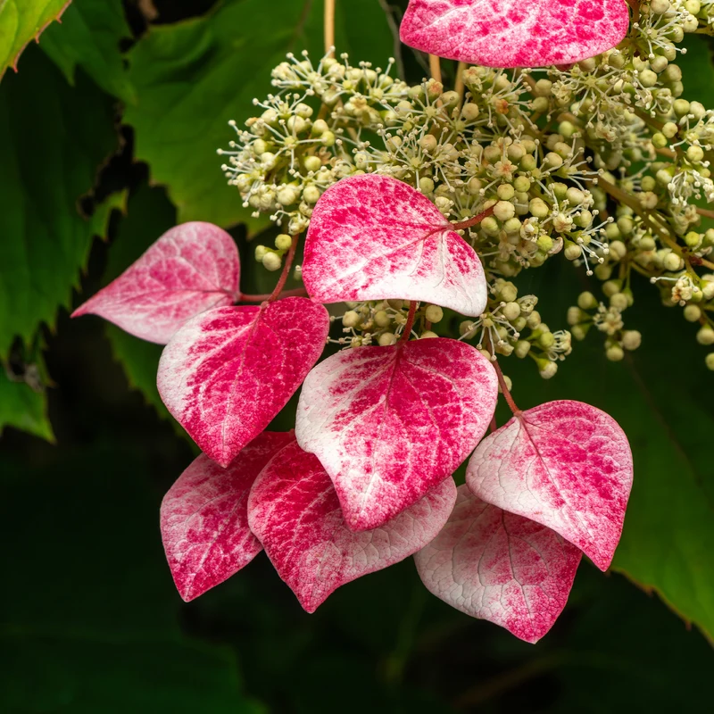 Hortensia grimpant du Japon Roseum - Schizophragma