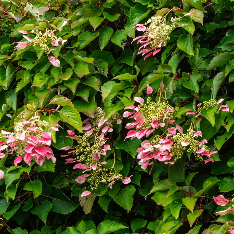 Hortensia grimpant du Japon Roseum - Schizophragma