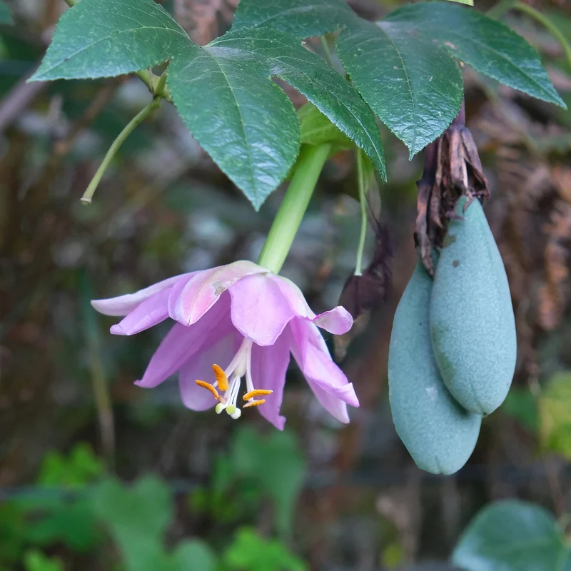 Passiflore banane