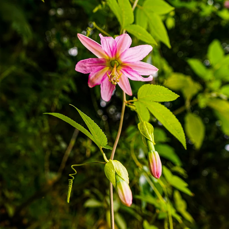 Passiflore banane