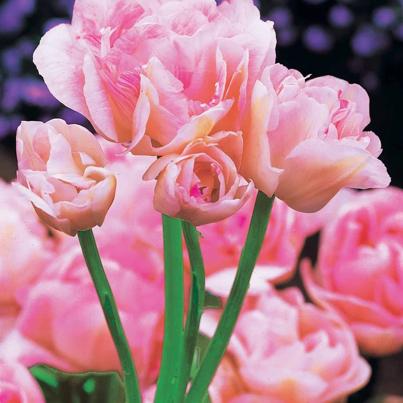 Collection de Tulipes à fleurs de pivoine
