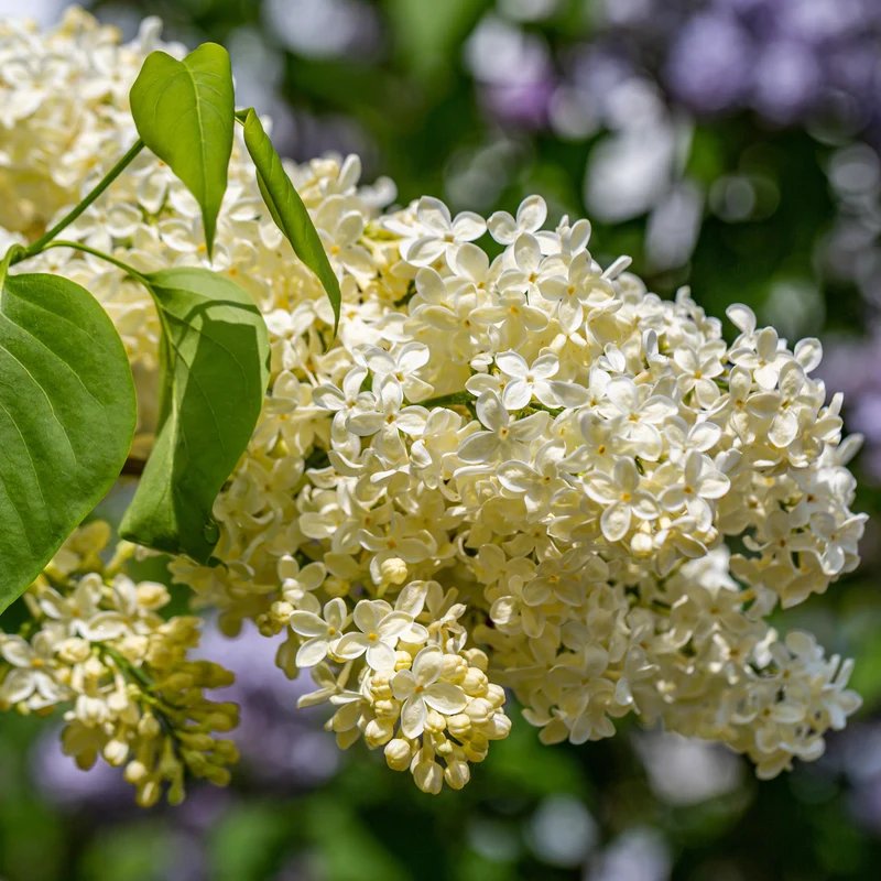 Lilas jaune