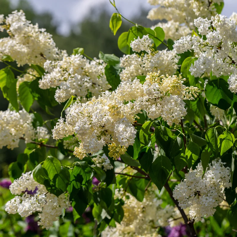 Lilas jaune