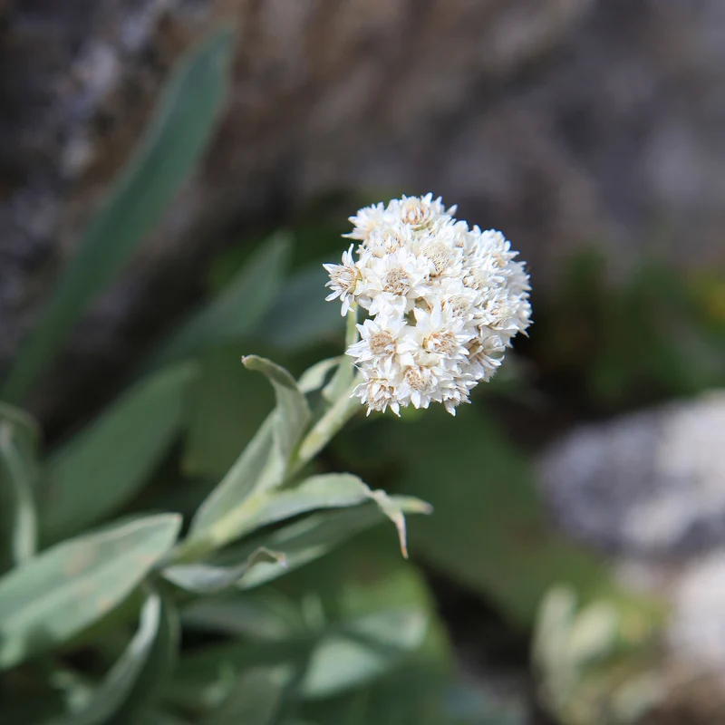 Bouton d'argent des Alpes