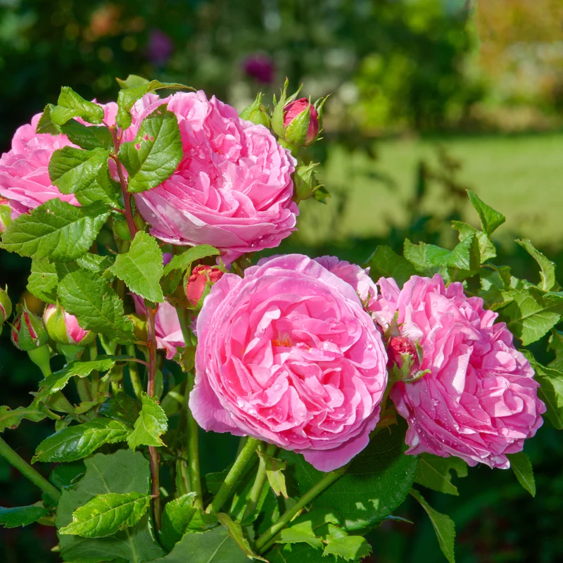 Rosier Bourbon Louise Odier