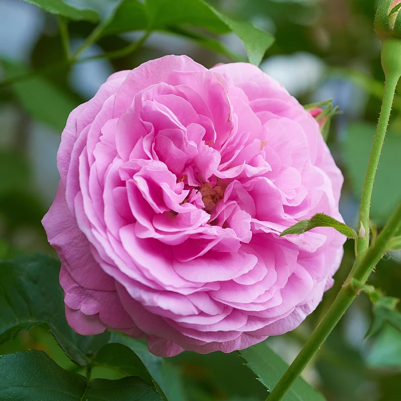 Rosier Bourbon Louise Odier
