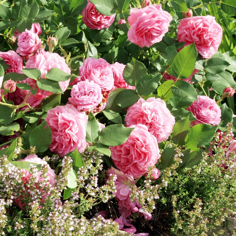 Rosier Bourbon Louise Odier