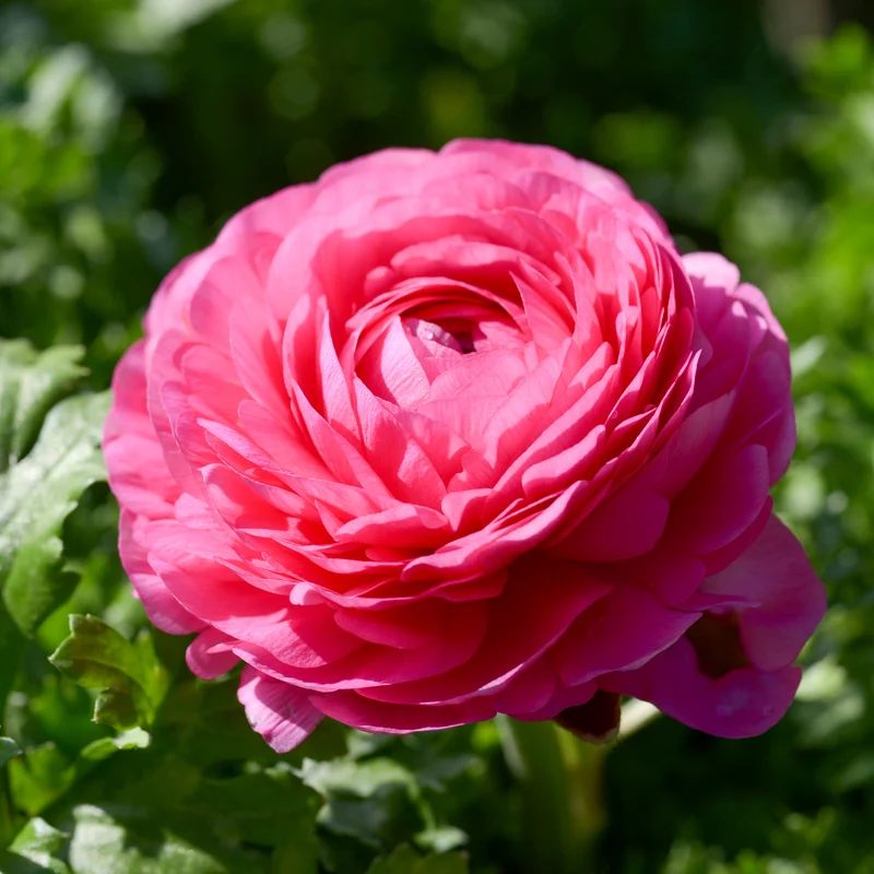 10 Renoncules roses