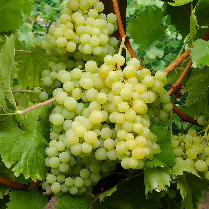Vigne Exalta