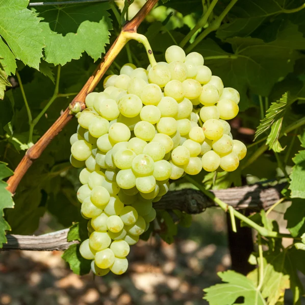 Vigne Exalta