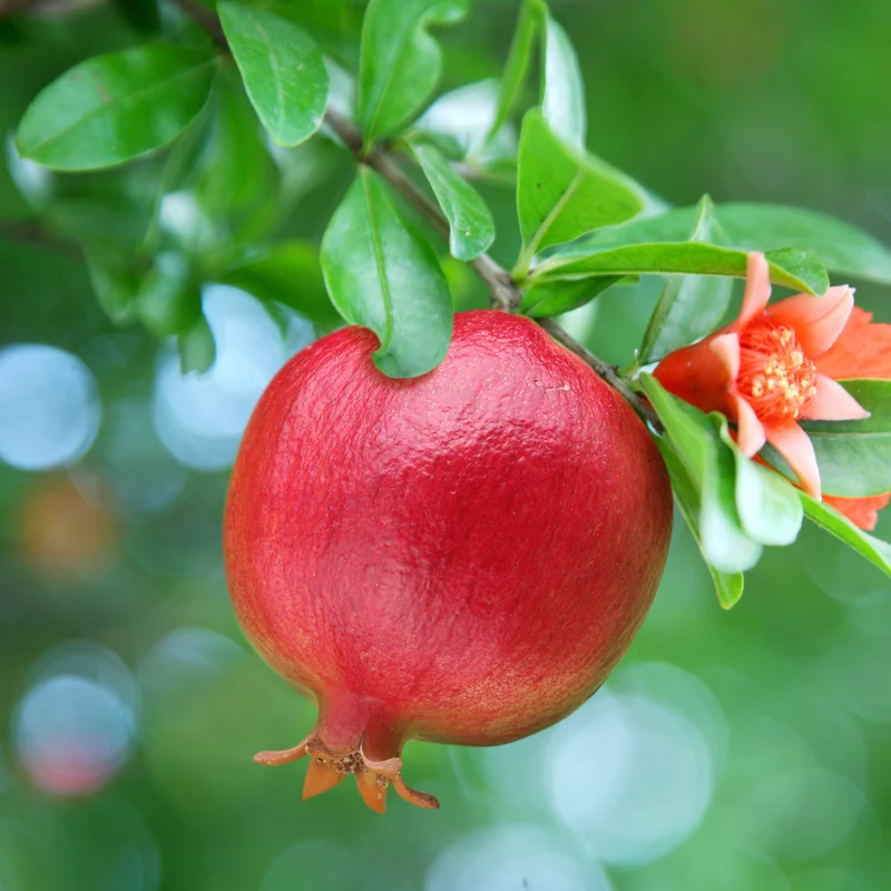 Grenadier à fruits