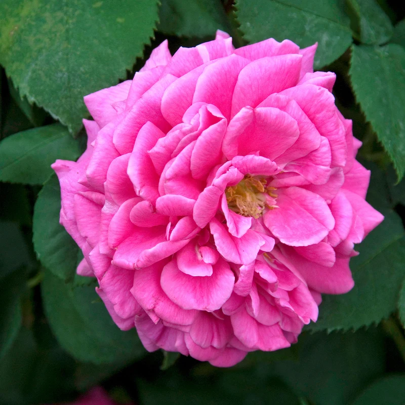 Rosier Bourbon grimpant Mme Isaac Pereire