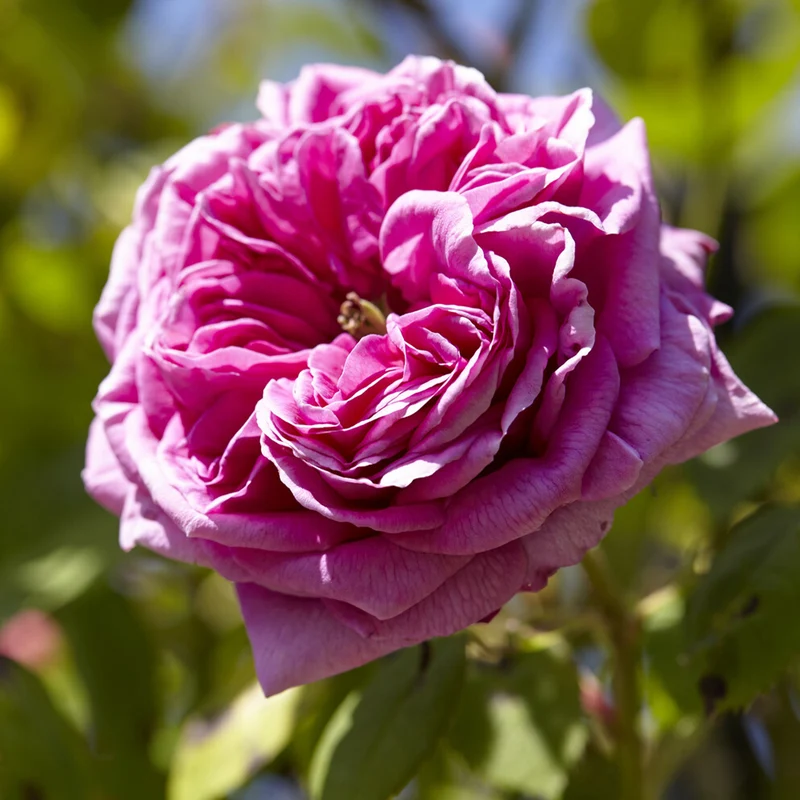 Rosier Bourbon grimpant Mme Isaac Pereire