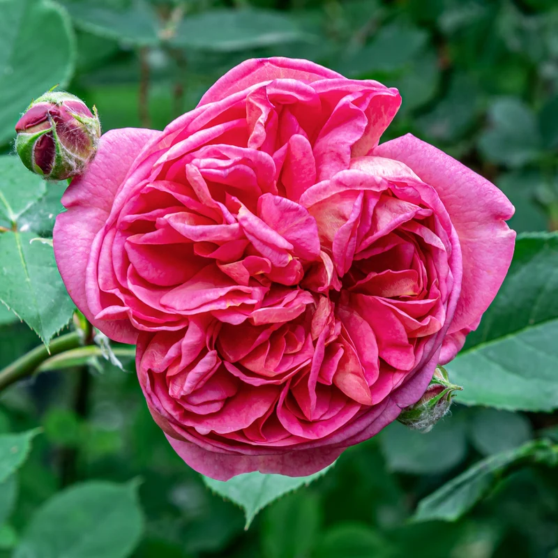 Rosier Bourbon grimpant Mme Isaac Pereire