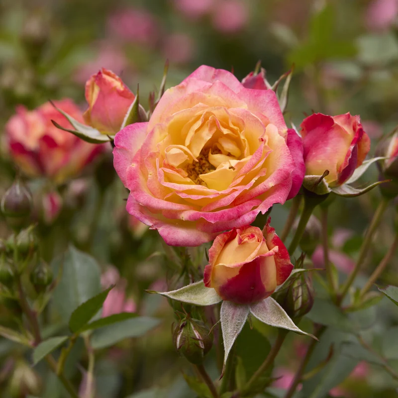 Rosier miniature Little Sunset®