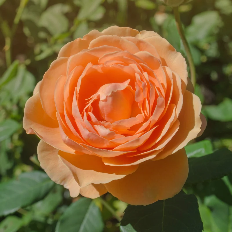 Rosier anglais Lady of Shalott