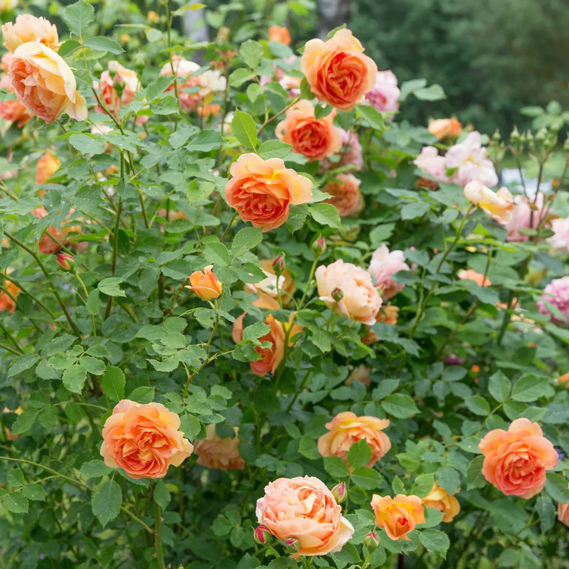 Rosier anglais Lady of Shalott