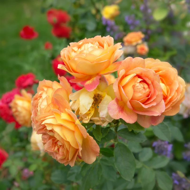 Rosier anglais Lady of Shalott