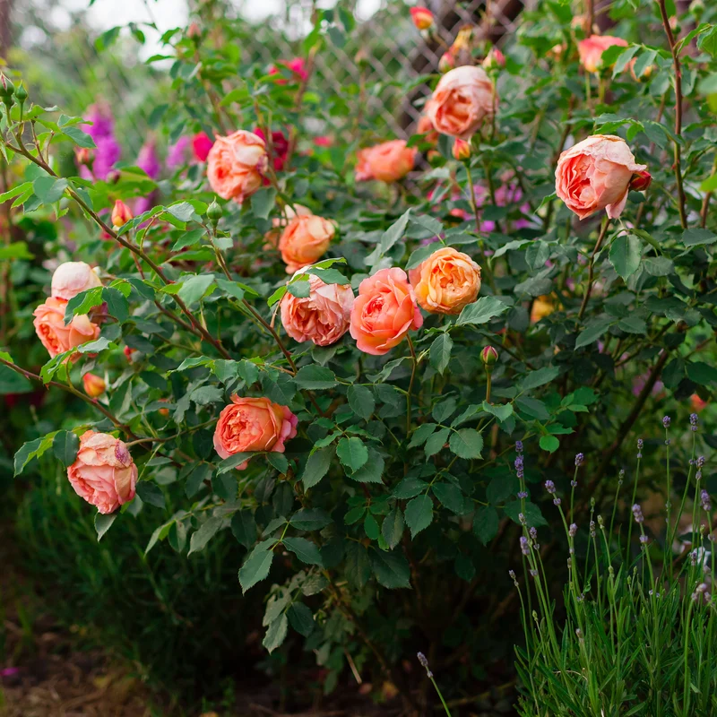 Rosier anglais Lady of Shalott