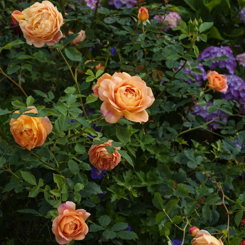 Rosier anglais Lady of Shalott