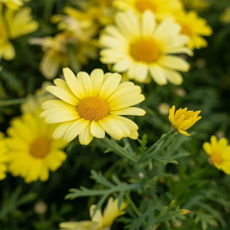Argyranthemum Grandaisy ® Gold