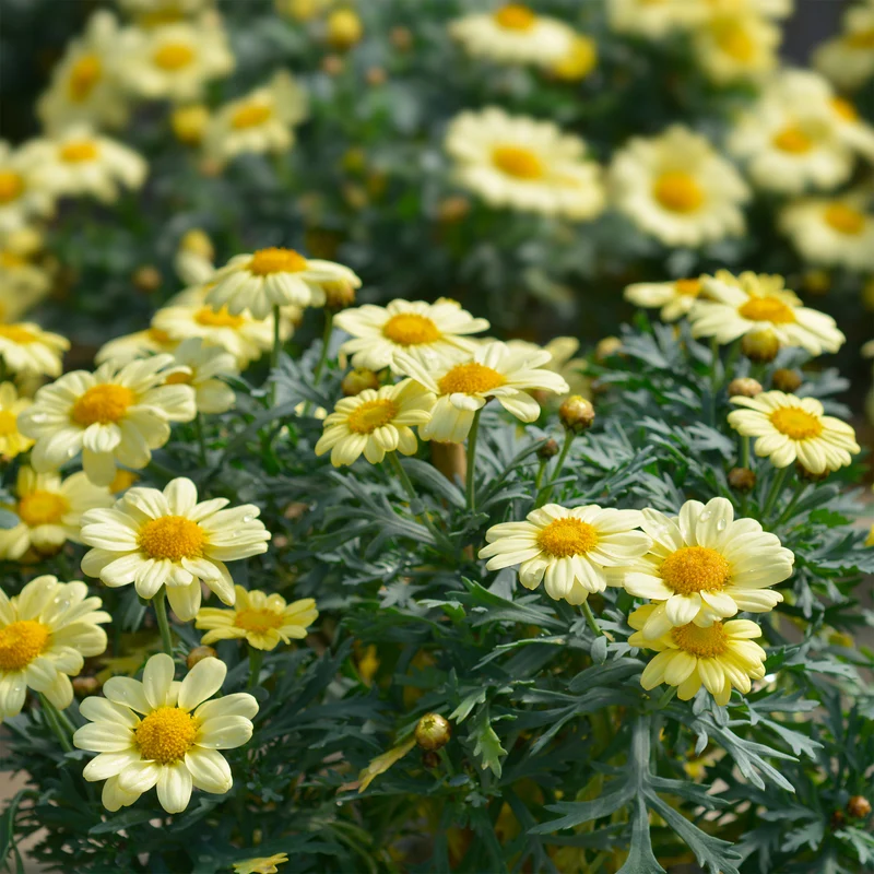Argyranthemum Grandaisy ® Gold