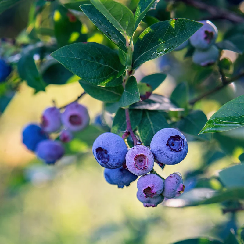 Myrtillier Blue Crop