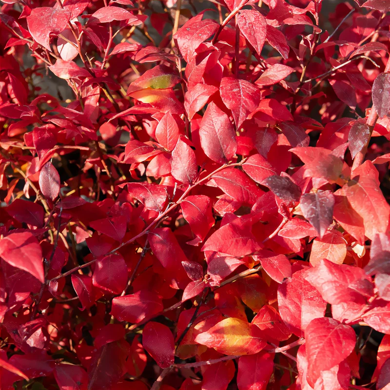 Myrtillier Blue Crop