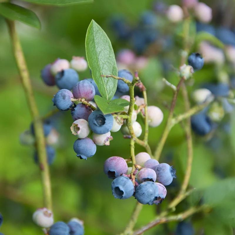 Myrtillier Blue Crop