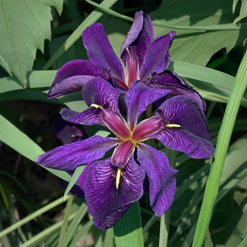 Iris de Louisiane Black Gamecock