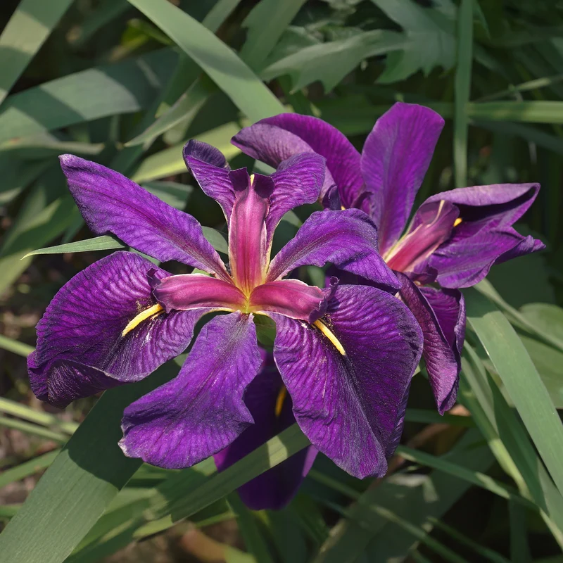 Iris de Louisiane Black Gamecock