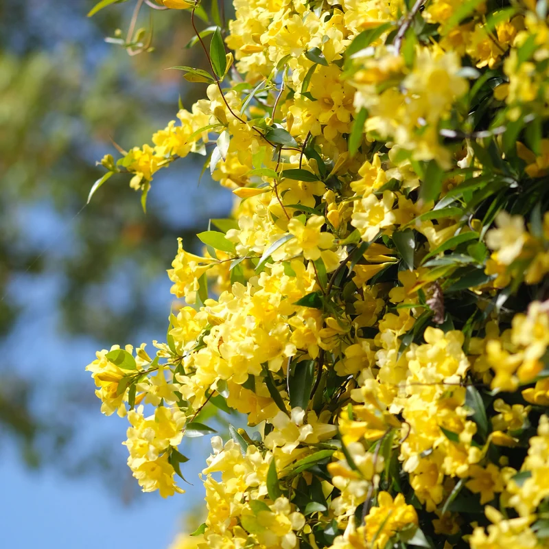 Gelsemium sempervirens
