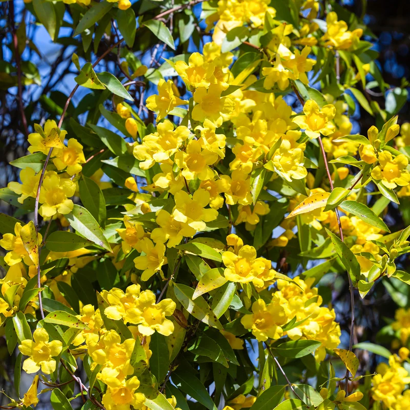 Gelsemium sempervirens