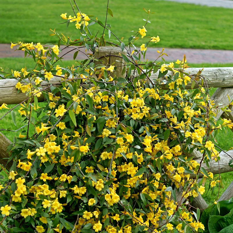 Gelsemium sempervirens