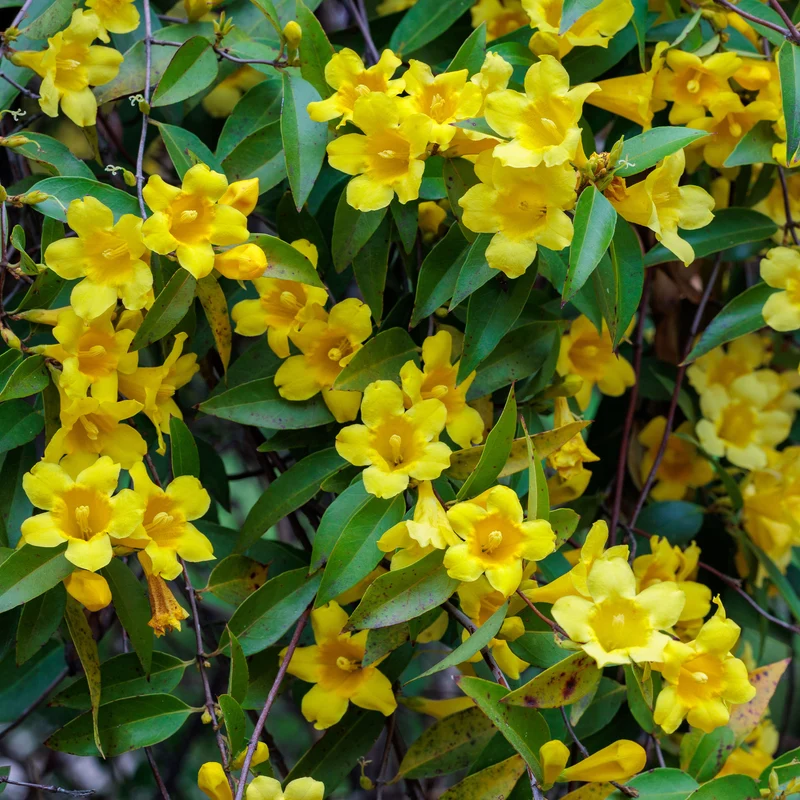 Gelsemium sempervirens